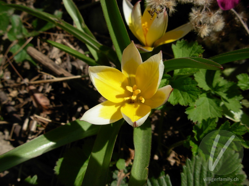 Tarda-Tulpe: Übersicht